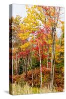 Colorful Trees in the Forest During Autumn, Muskoka, Ontario, Canada-null-Stretched Canvas