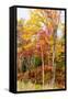 Colorful Trees in the Forest During Autumn, Muskoka, Ontario, Canada-null-Framed Stretched Canvas