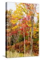 Colorful Trees in the Forest During Autumn, Muskoka, Ontario, Canada-null-Stretched Canvas