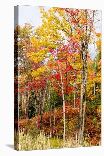 Colorful Trees in the Forest During Autumn, Muskoka, Ontario, Canada-null-Stretched Canvas