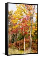 Colorful Trees in the Forest During Autumn, Muskoka, Ontario, Canada-null-Framed Stretched Canvas