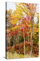 Colorful Trees in the Forest During Autumn, Muskoka, Ontario, Canada-null-Stretched Canvas