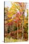 Colorful Trees in the Forest During Autumn, Muskoka, Ontario, Canada-null-Stretched Canvas