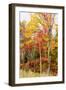 Colorful Trees in the Forest During Autumn, Muskoka, Ontario, Canada-null-Framed Photographic Print