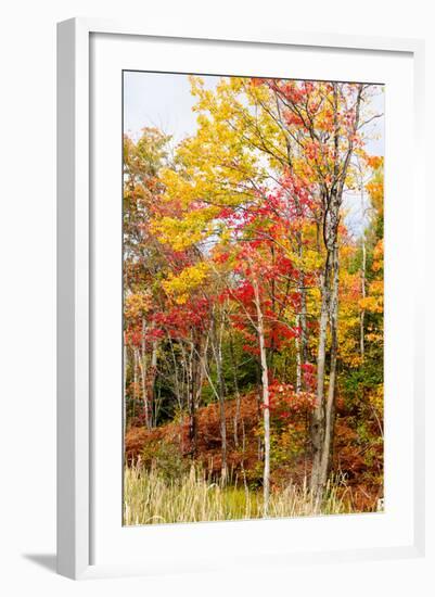 Colorful Trees in the Forest During Autumn, Muskoka, Ontario, Canada-null-Framed Photographic Print