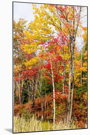 Colorful Trees in the Forest During Autumn, Muskoka, Ontario, Canada-null-Mounted Photographic Print