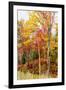 Colorful Trees in the Forest During Autumn, Muskoka, Ontario, Canada-null-Framed Photographic Print