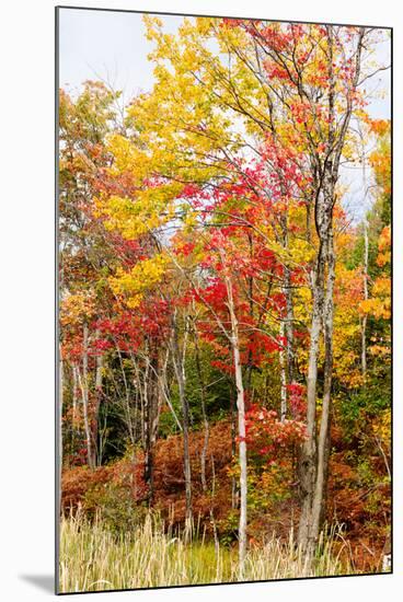 Colorful Trees in the Forest During Autumn, Muskoka, Ontario, Canada-null-Mounted Photographic Print