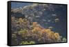 Colorful Trees in Torotoro National Park-Alex Saberi-Framed Stretched Canvas