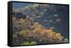 Colorful Trees in Torotoro National Park-Alex Saberi-Framed Stretched Canvas