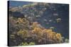 Colorful Trees in Torotoro National Park-Alex Saberi-Stretched Canvas