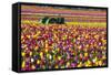 Colorful Tulip Farm-Craig Tuttle-Framed Stretched Canvas