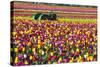 Colorful Tulip Farm-Craig Tuttle-Stretched Canvas