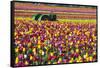 Colorful Tulip Farm-Craig Tuttle-Framed Stretched Canvas