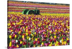 Colorful Tulip Farm-Craig Tuttle-Stretched Canvas