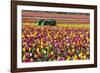 Colorful Tulip Farm-Craig Tuttle-Framed Photographic Print