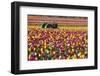 Colorful Tulip Farm-Craig Tuttle-Framed Photographic Print