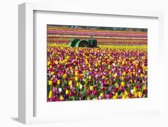 Colorful Tulip Farm-Craig Tuttle-Framed Photographic Print