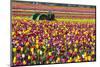 Colorful Tulip Farm-Craig Tuttle-Mounted Photographic Print