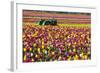 Colorful Tulip Farm-Craig Tuttle-Framed Photographic Print