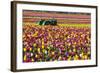 Colorful Tulip Farm-Craig Tuttle-Framed Photographic Print