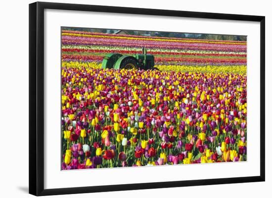 Colorful Tulip Farm-Craig Tuttle-Framed Photographic Print