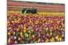 Colorful Tulip Farm-Craig Tuttle-Mounted Photographic Print