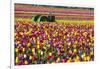 Colorful Tulip Farm-Craig Tuttle-Framed Photographic Print