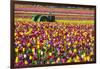 Colorful Tulip Farm-Craig Tuttle-Framed Photographic Print