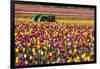 Colorful Tulip Farm-Craig Tuttle-Framed Photographic Print