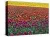 Colorful Tulip Field-Cindy Kassab-Stretched Canvas
