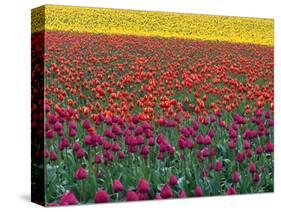 Colorful Tulip Field-Cindy Kassab-Stretched Canvas