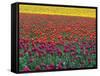 Colorful Tulip Field-Cindy Kassab-Framed Stretched Canvas