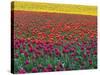 Colorful Tulip Field-Cindy Kassab-Stretched Canvas