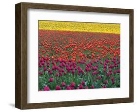 Colorful Tulip Field-Cindy Kassab-Framed Photographic Print