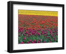 Colorful Tulip Field-Cindy Kassab-Framed Photographic Print