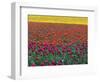 Colorful Tulip Field-Cindy Kassab-Framed Photographic Print