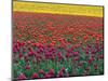 Colorful Tulip Field-Cindy Kassab-Mounted Photographic Print