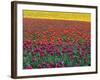 Colorful Tulip Field-Cindy Kassab-Framed Photographic Print