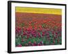Colorful Tulip Field-Cindy Kassab-Framed Photographic Print