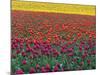 Colorful Tulip Field-Cindy Kassab-Mounted Photographic Print