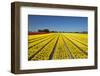 Colorful tulip fields, Edendale, Southland, South Island, New Zealand-David Wall-Framed Photographic Print