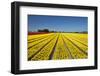 Colorful tulip fields, Edendale, Southland, South Island, New Zealand-David Wall-Framed Photographic Print