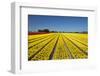 Colorful tulip fields, Edendale, Southland, South Island, New Zealand-David Wall-Framed Photographic Print