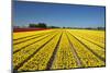 Colorful tulip fields, Edendale, Southland, South Island, New Zealand-David Wall-Mounted Photographic Print