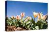 Colorful Tulip Flowers on Blue Sky-olechowski-Stretched Canvas