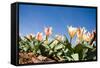 Colorful Tulip Flowers on Blue Sky-olechowski-Framed Stretched Canvas