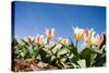 Colorful Tulip Flowers on Blue Sky-olechowski-Stretched Canvas