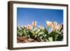 Colorful Tulip Flowers on Blue Sky-olechowski-Framed Photographic Print