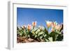 Colorful Tulip Flowers on Blue Sky-olechowski-Framed Photographic Print